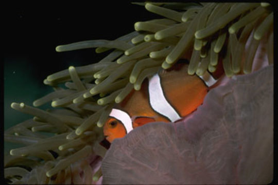 Imagem de Amphiprion ocellaris Cuvier 1830