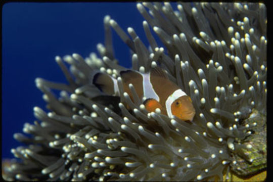 Imagem de Amphiprion ocellaris Cuvier 1830