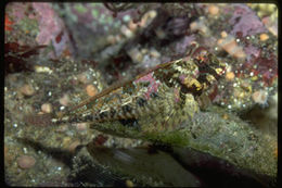 Image of Crevice Kelpfish