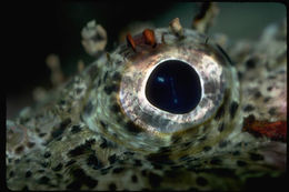 Image of California Scorpionfish