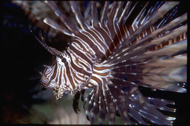 Image of Common lionfish