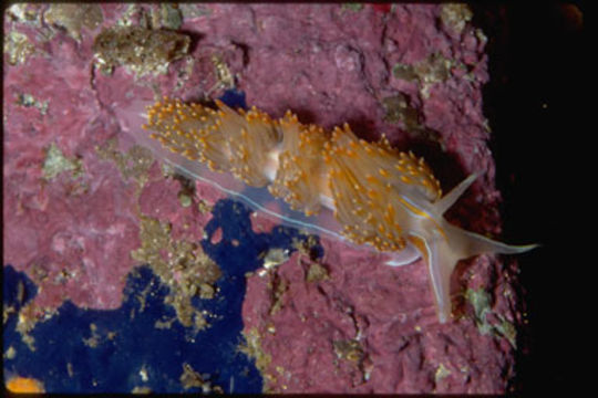 Image of Opalescent sea slug