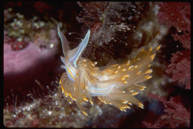 Image of Opalescent sea slug