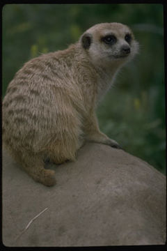 Image of Meerkat