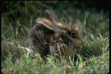 Image of Brush Rabbit