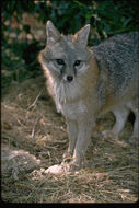 Image de Renard gris