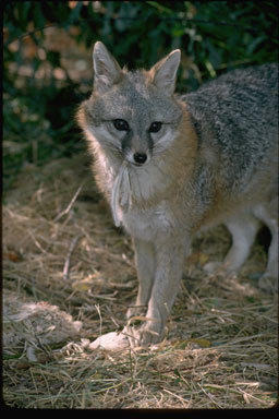 Image of gray fox