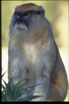 Image of patas monkey