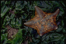 Image of Bat star