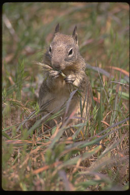 Image of California ground squirrel