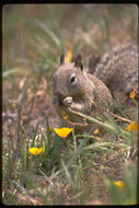 Image of California ground squirrel