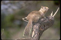 Image of California ground squirrel