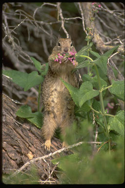 Image of California ground squirrel