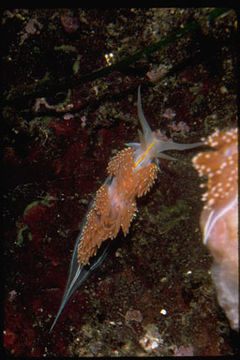 Image of Opalescent sea slug