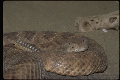 Image de Crotalus atrox Baird & Girard 1853