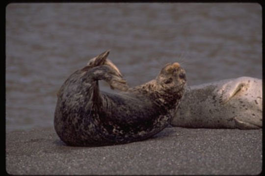 Image of common seal, harbour seal