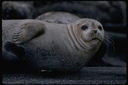 Image of common seal, harbour seal