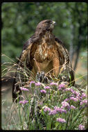 Image of Red-tailed Hawk