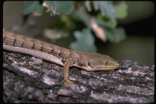 Image of northern alligator lizard