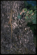 Image of northern alligator lizard