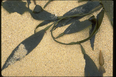 Image of Giant kelp