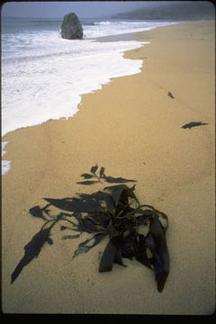 Image of Giant kelp