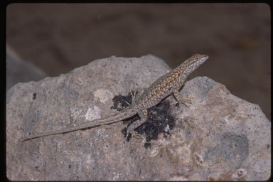 Image of Eastern Side-blotched Lizard