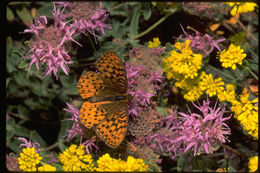 Image of Zerene Fritillary