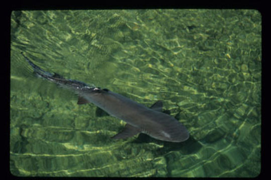 Image of Whitetip Reef Shark