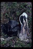 Image of Pelecanus occidentalis urinator Wetmore 1945