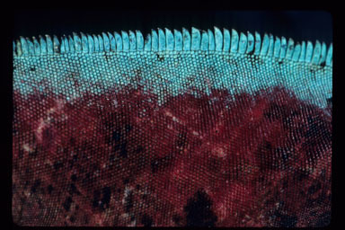Image of Amblyrhynchus cristatus venustissimus Eibl-eibesfeldt 1956