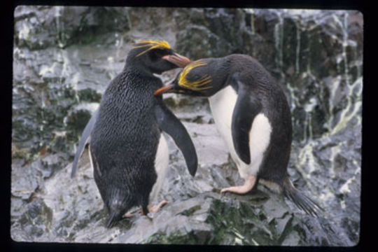 Image of Macaroni Penguin