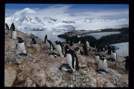 Image of Gentoo Penguin