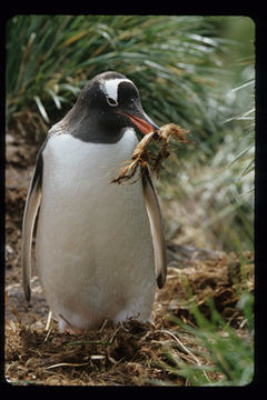 Image of Gentoo Penguin