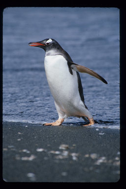 Image of Gentoo Penguin