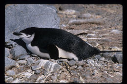 Plancia ëd Pygoscelis antarcticus (Forster & JR 1781)