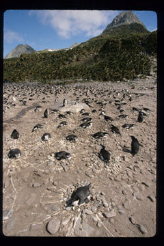 Image of Chinstrap Penguin