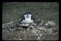 Plancia ëd Pygoscelis antarcticus (Forster & JR 1781)