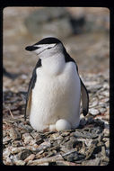 Plancia ëd Pygoscelis antarcticus (Forster & JR 1781)