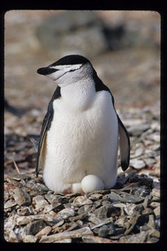 Image of Chinstrap Penguin