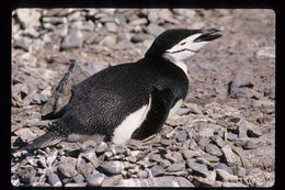 Plancia ëd Pygoscelis antarcticus (Forster & JR 1781)