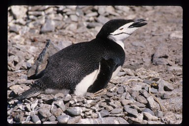 Plancia ëd Pygoscelis antarcticus (Forster & JR 1781)