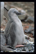 Plancia ëd Pygoscelis antarcticus (Forster & JR 1781)