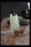 Image of Adelie Penguin