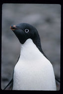 Image of Adelie Penguin