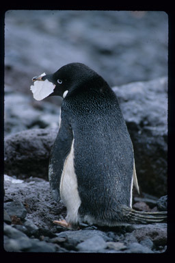 Image of Adelie Penguin