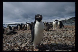 Image of Adelie Penguin