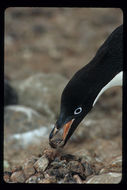 Image of Adelie Penguin