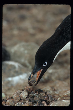 Image of Adelie Penguin