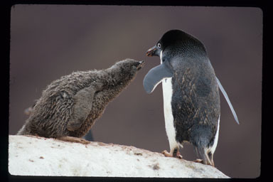 Image of Adelie Penguin